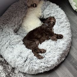 French Bulldog and Miniature Schnauzer Puppies from Olivia's Miniature Schnauzer's and French Bulldogs