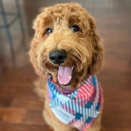 Pepper - Goldendoodle