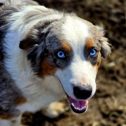 Isabella - Australian Shepherd