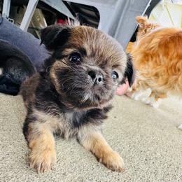 Thea - Black sabled fawn female Chihuahua puppy in Dayton, Ohio from Petite Pups