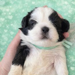 Mint - Black and white female Shih Tzu puppy in Berkeley Springs, West Virginia from Sandridge Shih Tzus