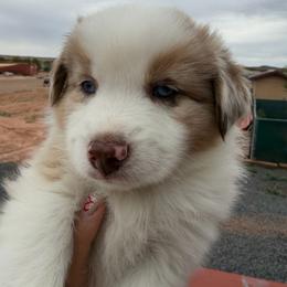 Ambrose - Yellow male Miniature Australian Shepherd puppy in Taylor, Arizona from Holy Ghost Ranch, Inc