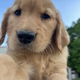 Dachshund and Golden Retriever Puppies from HS Goldens