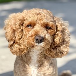 Poppy - Cavapoo