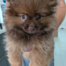 Daisy - Chocolate sable female Pomeranian puppy in Cocoa, Florida from Pom Coast Pomeranians
