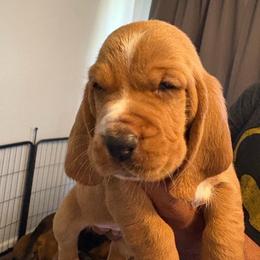 Boy two - Black tan and white male Basset Hound puppy in Columbus, Ohio from Olveras Hound of Ohio