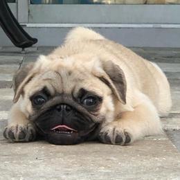Pug Puppies from Pickwick Pugs