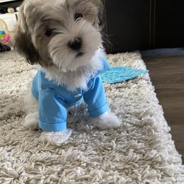 Maltipoo Puppies from A Batch of Cookie’s