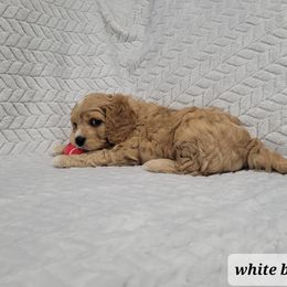 Cavapoo Puppies from Prince Pups