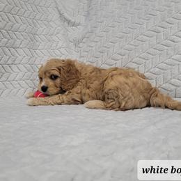 Cavapoo Puppies from Prince Pups