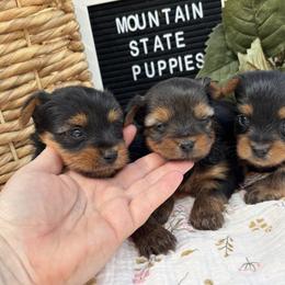 Yorkshire Terrier puppies from Mountain State Puppies