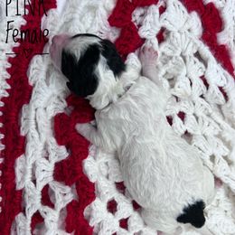 Goldendoodle and Poodle Puppies from Trammell’s Southern Pups