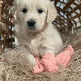 Miss Pink - Light golden female Golden Retriever puppy in Morrill, Kansas from Grimm Girls Farm