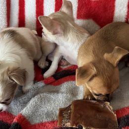 Chihuahuas from Cathy Wright