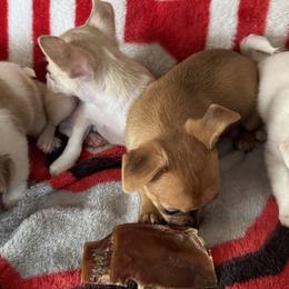 Chihuahuas from Cathy Wright