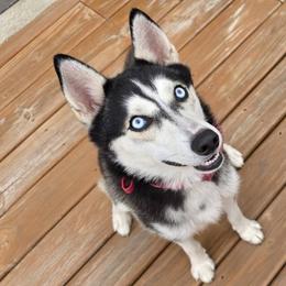 Skye - Siberian Husky