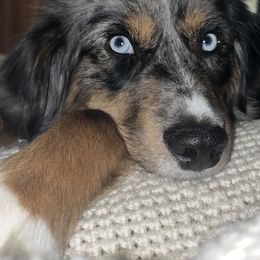 Aussiedoodles and Miniature Australian Shepherds from Braxton’s Buddies