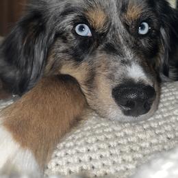 Aussiedoodles and Miniature Australian Shepherds from Braxton’s Buddies