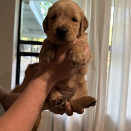 Hocus - Golden female Golden Retriever puppy in Stratford, Oklahoma from Golden Breed