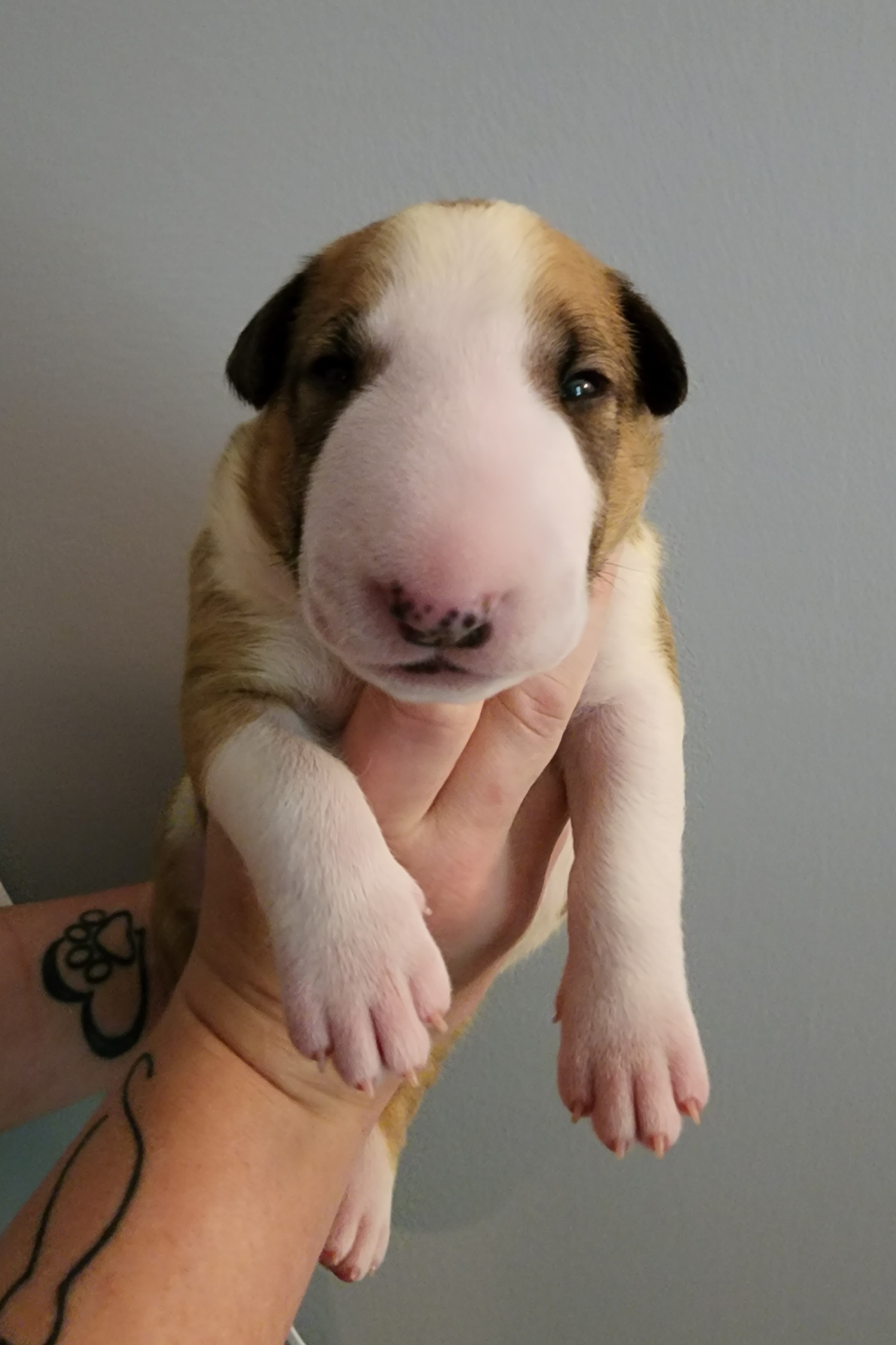 Dio - Red and white Bull Terrier puppy in Columbus, Ohio from Virtue Bull Terriers