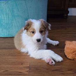 Rusty - Sable male Border Collie puppy in Piedmont, South Carolina from Soaring Borders Border Collies