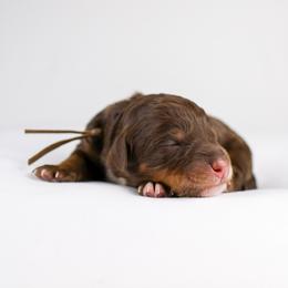 Chocolate Tri Female - Brown female Bernedoodle puppy in Lehi, Utah from Heart J Bernedoodles