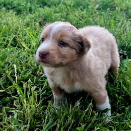 Rebecca - Red merle female Australian Shepherd puppy in Puryear, Tennessee from Double G Ranch