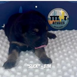 Slick - Black tri-color male Australian Shepherd puppy in Tucson, Arizona from TTTNT Aussies