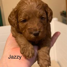 Jazzy - Red female Australian Labradoodle puppy in Spring City, Tennessee from Beck ‘N Ridge Australian Labradoodles