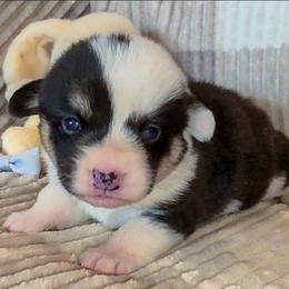 Jake - Black and tan male Pembroke Welsh Corgi puppy in New Hampshire from Muddy Paws Corgis