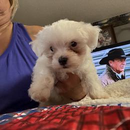 Green Collar Male - White male Maltese puppy in Jasper, Tennessee from Roberts Kennels