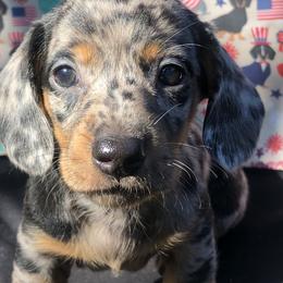 Dachshund Puppies from Vibrant Eyes Doxies