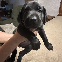 Boy 1 - Yellow male Labrador Retriever puppy in Philadelphia, Mississippi from Pearl River Retrivers