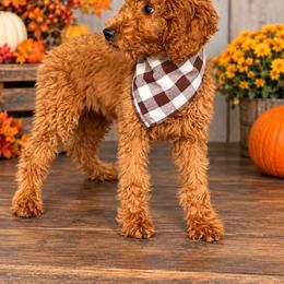 AKC Ginger (GG) - Red  female Poodle puppy in Cape Coral, Florida from Ruby the poodle