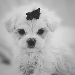 Maltese Puppies from Rockin Rivers AKC Maltese & Malshi's
