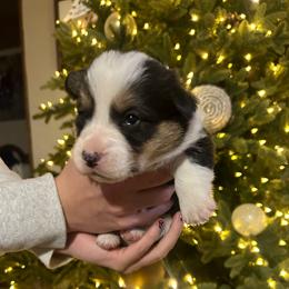 Boy 1 - Black and tan male Pembroke Welsh Corgi puppy in Honey Grove, Texas from JK Ranch Corgis