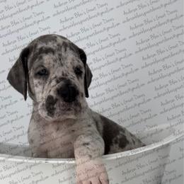 Kendra - Merle female Great Dane puppy in Granbury, Texas from Anderson Blau’s Great Danes
