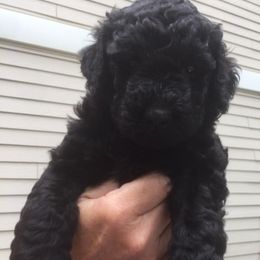 Goldendoodle Puppies from Carol Vancil