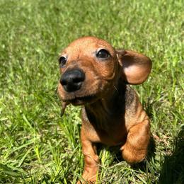 Gus - Sable male Dachshund puppy in Conroe, Texas from Harper’s Waggin Winnie’s