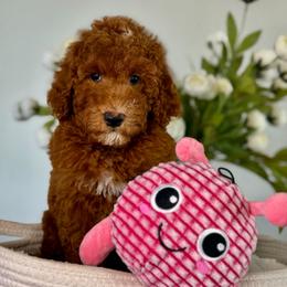 Honey - Red  female Goldendoodle puppy in Yuciapa, California from AlltheDoodlez_