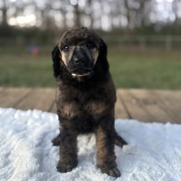 Ash - Brindle female Poodle puppy in Troy, Alabama from Redmond Rose Kennel