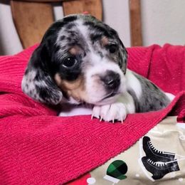 Blue - Dapple male Dachshund puppy in Salem, Oregon from Wonder Weenies