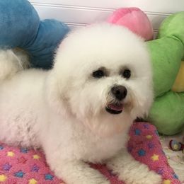Miyabi - Bichon Frise