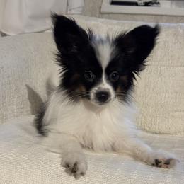 Papillon Puppies from Lena Cherkas
