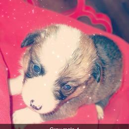 American Corgi Puppies from Highland corgis