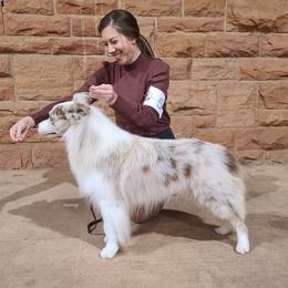Little Red - Border Collie