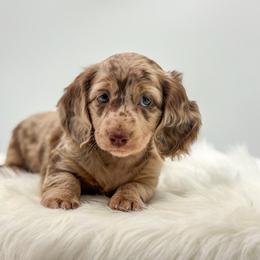 Stori - Dapple female Dachshund puppy in Litchfield, Illinois from Charmm Dachshunds