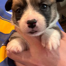 Reba - Sable and white female American Corgi puppy in Orangevale, California from Corgis of the Heart