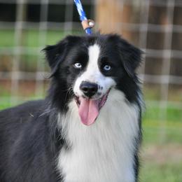 Ace - Miniature American Shepherd