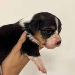 Girl 3 - Black and tan female Pembroke Welsh Corgi puppy in Missouri from Cooler Farms Corgis